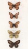 Бабочки рода Argynnis (перламутровки) 1.Selene, 2.Dia, 3.Pales, 4.Hecate, 5.Thore (лат.) (лист 20)