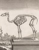 Скелет верблюда (лист XXI иллюстраций к одиннадцатому тому знаменитой "Естественной истории" графа де Бюффона, изданному в Париже в 1764 году)