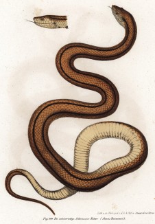 Великолепная Simus Baumannii (лат.) (из Naturgeschichte der Amphibien in ihren Sämmtlichen hauptformen. Вена. 1864 год)