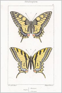 Копия «Бабочки махаон (Papilio Maсhaon) и алексанор (Papilio Alexanor (лат.)) (лист 13)»