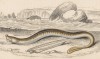 Европейский ланцетник из семейства ланцетники, относится к простейшим хордовым, а не рыбам (Amphioxus lanceolatus (лат.)) (лист 34 XXXIII тома "Библиотеки натуралиста" Вильяма Жардина, изданного в Эдинбурге в 1843 году)