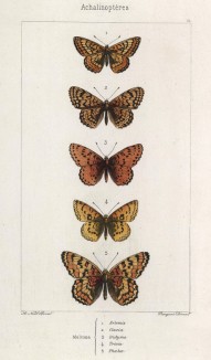 Бабочки рода Melitaеa (шашечницы) 1.Artemis, 2.Cinixia, 3.Didyma, 4.Triaia, 5.Phaebae (лат.) (лист 21)