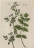 Амомум (лат. Amomum) — род растений семейства имбирные (лист 442 "Гербария" Элизабет Блеквелл, изданного в Нюрнберге в 1760 году)