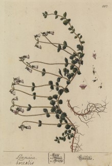 Линнея (Linnaea (лат.)) — род вечнозелёных стелющихся кустарничков, названный в честь шведского ботаника Карла Линнея (лист 597 "Гербария" Элизабет Блеквелл, изданного в Нюрнберге в 1760 году)