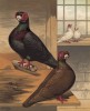 Голуби берберские: чёрный и мышиного окраса (из знаменитой "Книги голубей..." Роберта Фултона, изданной в Лондоне в 1874 году)