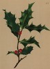 Падуб остролистный (Ilex Aquifolium (лат.)) (из Atlas der Alpenflora. Дрезден. 1897 год. Том III. Лист 265)