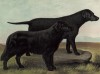 Ретриверы Дак и Тоби (из "Книги собак" Веро Шоу, украшенной великолепными иллюстрациями Чарльза Барбера. Лондон. 1881 год)