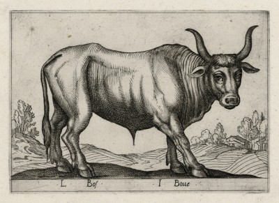 Вол (лист из альбома Nova raccolta de li animali piu curiosi del mondo disegnati et intagliati da Antonio Tempesta... Рим. 1651 год)