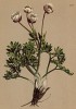 Лютик -- символ могущества султанов Османской империи (Ranunculus glacialis (лат.)) (из Atlas der Alpenflora. Дрезден. 1897 год. Том II. Лист 129)