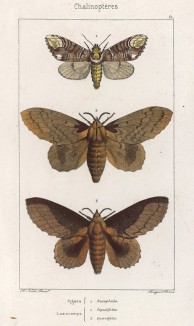 Бабочки Pygaera Bucephala, Lasiocampa Populifolia и Lasiocampa Quercifolia (лат.) (лист 61)