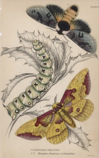 Мотылёк 1. Ceratocampa imperialis 2,3. Harpyia Banksiae & Caterpillar (лат.)) (лист 17 XXXVII тома "Библиотеки натуралиста" Вильяма Жардина, изданного в Эдинбурге в 1843 году)