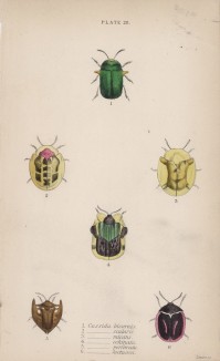 Жуки-щитовки (1. Cassida bicornis 2. C. Scalaris 3. C. Micans 4. C. Echinata 5. C. Perforata 6. C. Luctuosa (лат.)) (лист 28 XXXV тома "Библиотеки натуралиста" Вильяма Жардина, изданного в Эдинбурге в 1843 году)