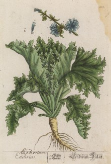 Эндивий (Cichorium Edivia (лат.)) -- двулетнее растение из семейства сложноцветные (лист 378 "Гербария" Элизабет Блеквелл, изданного в Нюрнберге в 1757 году)