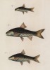 Барбус однополосый (Puntius (Barbodes) ablabes (1)), африканский краснопёрый барбус (Puntius (Barbodes) camtacanthus (2)) и африканский трёхточечный барбус (Puntius trispilos (3)) (лист XXIII из Memoire sur les poissons de la côte de Guinée)