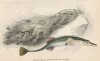 Морская длиннорылая колюшка (Gasterosteus Spinachia (лат.)) (лист 6 XXXII тома "Библиотеки натуралиста" Вильяма Жардина, изданного в Эдинбурге в 1843 году)