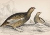 Тундренная куропатка, или черноуска (Lagopus rupestris (лат.)) (лист 2 тома XXVI "Библиотеки натуралиста" Вильяма Жардина, изданного в Эдинбурге в 1842 году)