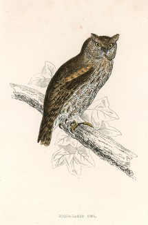 Сова Scops-eard Owl (англ.)