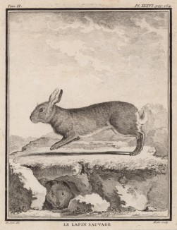 Дикий кролик (лист XXXVI иллюстраций ко второму тому знаменитой "Естественной истории" графа де Бюффона, изданному в Париже в 1749 году)