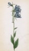 Колокольчик ромбоидальный (Campanula rhomboidalis (лат.)) (лист 258 известной работы Йозефа Карла Вебера "Растения Альп", изданной в Мюнхене в 1872 году)