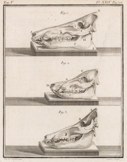 Черепа различных животных (лист XXIV иллюстраций к пятому тому знаменитой "Естественной истории" графа де Бюффона, изданному в Париже в 1755 году)
