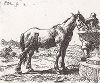 Лошадь, пьющая воду из фонтана. Лист № 2 из сюиты Питера ван Лара, посвященной лошадям. 