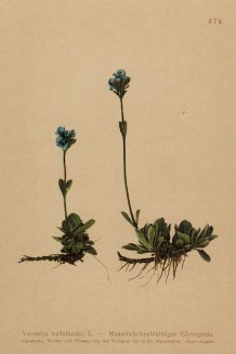 Вероника маргаритковая (Veronica bellidioides (лат.)) (из Atlas der Alpenflora. Дрезден. 1897 год. Том IV. Лист 374)