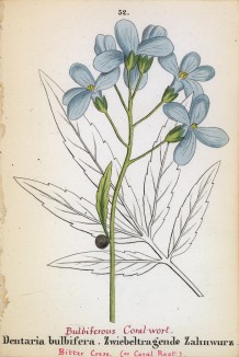 Зубянка луковичная (Dentaria bulbifera (лат.)) (лист 52 известной работы Йозефа Карла Вебера "Растения Альп", изданной в Мюнхене в 1872 году)