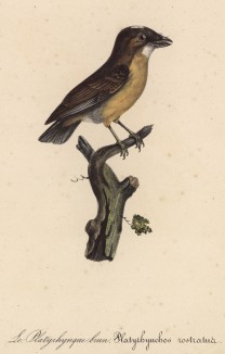 Чекан коричневый (Platyrhyncos rostatus (лат.)) (лист из альбома литографий "Галерея птиц... королевского сада", изданного в Париже в 1822 году)