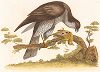 Полевой лунь со своей жертвой. A Natural History of British Birds, &c with their portraits...from nature, Лондон, 1771 -- 1775 гг.
