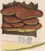 Трутовик серно-желтый, Polypoprus sulfureus Bull. (лат.). Съедобен, применяется для изготовления некоторых антибиотиков. Дж.Бресадола, Funghi mangerecci e velenosi, т.II, л.187. Тренто, 1933