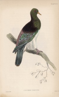 Каштановоплечий голубь (Columba spadicea (лат.)) (лист 9 тома XIX "Библиотеки натуралиста" Вильяма Жардина, изданного в Эдинбурге в 1843 году)