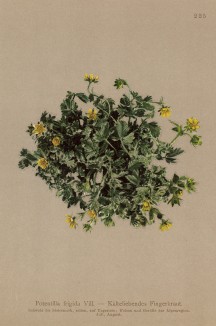 Лапчатка студёная (Potentilla frigida Vill. (лат.)) (из Atlas der Alpenflora. Дрезден. 1897 год. Том III. Лист 225)