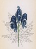 Аконит Штёрка (Aconitum Stoerkianum (лат.)) (лист 34 известной работы Йозефа Карла Вебера "Растения Альп", изданной в Мюнхене в 1872 году)