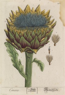 Артишок (Cynara (лат.)). Кинара -- название острова в Эгейском море, который считается родиной артишоков (лист 458 "Гербария" Элизабет Блеквелл, изданного в Нюрнберге в 1760 году)