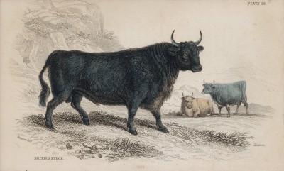Шотландский домашний бык (Kyloe or Highland cattle (англ.)) (лист 28 тома X "Библиотеки натуралиста" Вильяма Жардина, изданного в Эдинбурге в 1843 году)