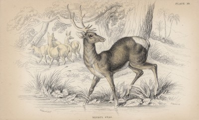 Вапити (Cervus Wallichii (лат.)) (лист 10 тома XI "Библиотеки натуралиста" Вильяма Жардина, изданного в Эдинбурге в 1843 году)