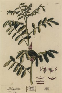 Индигофера красильная (Indigofera tinctoria (лат.)) — растение семейства бобовые родом из Индии. Культивируется в тропических странах ради получения синей краски (лист 596 "Гербария" Элизабет Блеквелл, изданного в Нюрнберге в 1760 году)