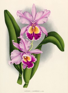 Орхидея CATTLEYA x LANSBERGEI (лат.) (лист DCCXXV Lindenia Iconographie des Orchidées - обширнейшей в истории иконографии орхидей. Брюссель, 1901)