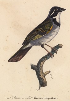 Аремон ожереловый (Arremon torquatus (лат.)) (лист из альбома литографий "Галерея птиц... королевского сада", изданного в Париже в 1822 году)