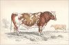 Копия «Британский шортхорн (Short horned breed (англ.)) (лист 27 тома X "Библиотеки натуралиста" Вильяма Жардина, изданного в Эдинбурге в 1843 году)»
