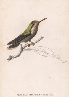 Единственная в мире птица, способная летать назад. Колибри Trochillus Audenetii (лат.) (лист 19 тома XVII "Библиотеки натуралиста" Вильяма Жардина, изданного в Эдинбурге в 1833 году)