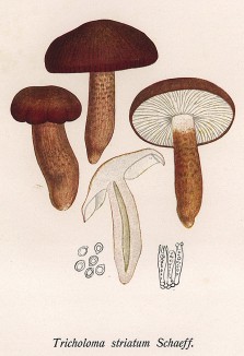 Рядовка бело-коричневая, Tricholoma striatum Schaeff. (лат.), несъедобный гриб. Дж.Бресадола, Funghi mangerecci e velenosi, т.I, л.29. Тренто, 1933
