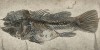 Циклопома колючая. Учёный Агассис не мог идентифицировать останки этой рыбы, она снилась ему даже ночью. Однажды он оставил у кровати бумагу, утром на столе был рисунок, сделанный во сне, - рыба была идентифицирована (лист 34)