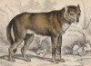 Волк обыкновенный (Lupus Vulgaris (лат.)) (лист 1 тома IV "Библиотеки натуралиста" Вильяма Жардина, изданного в Эдинбурге в 1839 году)
