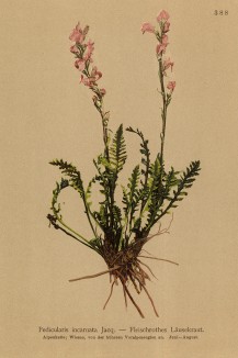 Мытник мясо-красный (Pedicularis incarnata (лат.)) (из Atlas der Alpenflora. Дрезден. 1897 год. Том IV. Лист 388)