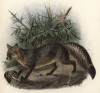 Лиса серая (the colishe (англ.)) (лист XX иллюстраций к известной работе Джорджа Миварта "Семейство волчьих". Лондон. 1890 год)