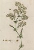 Подмаренник (Galium verum лат.). Народные названия: жёлтая кашка, сывороточная трава, червишник, медовая трава. Лекарственное растение (лист 435 "Гербария" Элизабет Блеквелл, изданного в Нюрнберге в 1760 году)