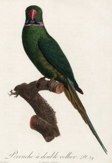Ожереловый попугай (лист 39 иллюстраций к первому тому Histoire naturelle des perroquets Франсуа Левальяна. Изображения попугаев из этой работы считаются одними из красивейших в истории. Париж. 1801 год)