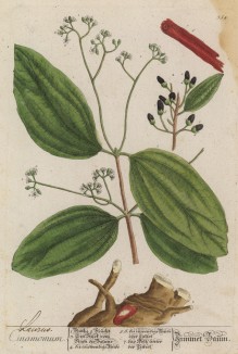 Корица (Cinnamomum verum (лат.)) — небольшое вечнозелёное дерево высотой 10-15 м, принадлежащее к семейству лавровые, произрастающее в Шри-Ланке и южной Индии (лист 354 "Гербария" Элизабет Блеквелл, изданного в Нюрнберге в 1757 году)