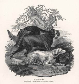 Сеттеры в 1805 году (с оригинала работы художника Эдвардса) (из "Книги собак" Веро Шоу, изданной в Лондоне в 1881 году)